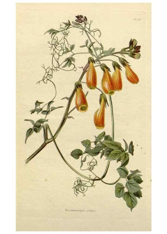 Reproducción/Reproduction 48783343622: The botanical cabinet. London :John & Arthur Arch ...,1817-1833.. 