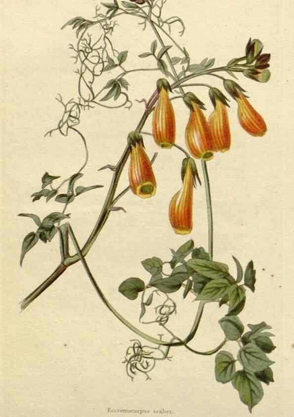 Reproducción/Reproduction 48783343622: The botanical cabinet. London :John & Arthur Arch ...,1817-1833.. 