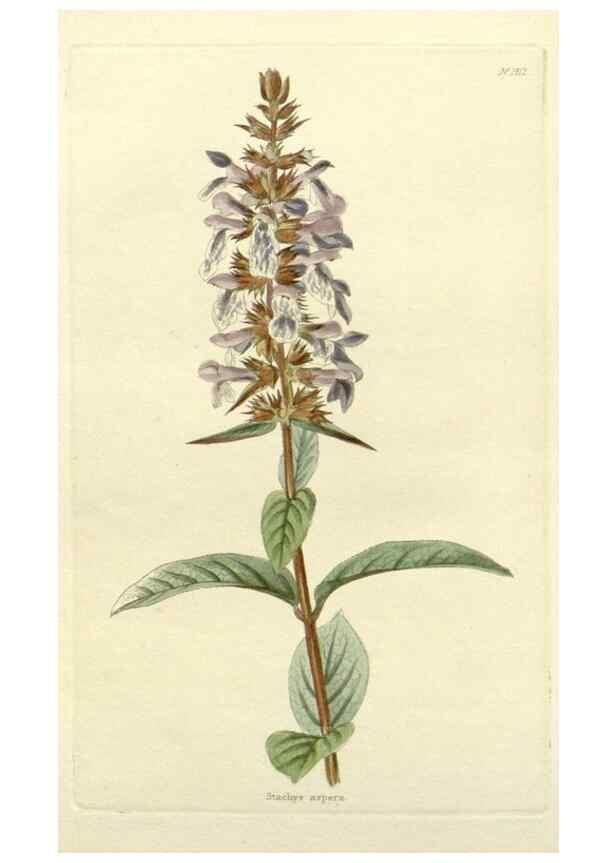 Reproducción/Reproduction 48783176601: The botanical cabinet. London :John & Arthur Arch ...,1817-1833.. 