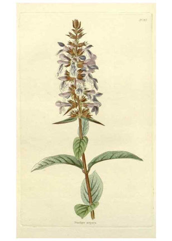 Reproducción/Reproduction 48783176601: The botanical cabinet. London :John & Arthur Arch ...,1817-1833.. 