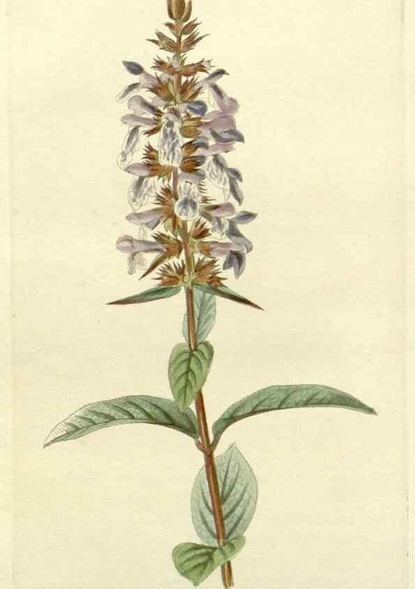 Reproducción/Reproduction 48783176601: The botanical cabinet. London :John & Arthur Arch ...,1817-1833.. 