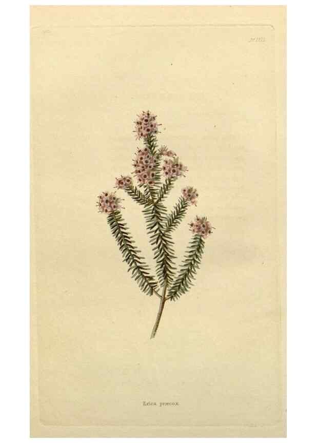 Reproducción/Reproduction 48782812703: The botanical cabinet. London :John & Arthur Arch ...,1817-1833.. 