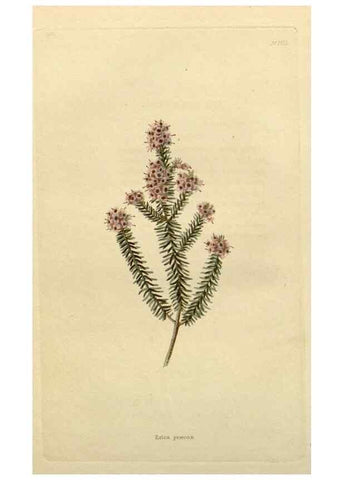 Reproducción/Reproduction 48782812703: The botanical cabinet. London :John & Arthur Arch ...,1817-1833.. 