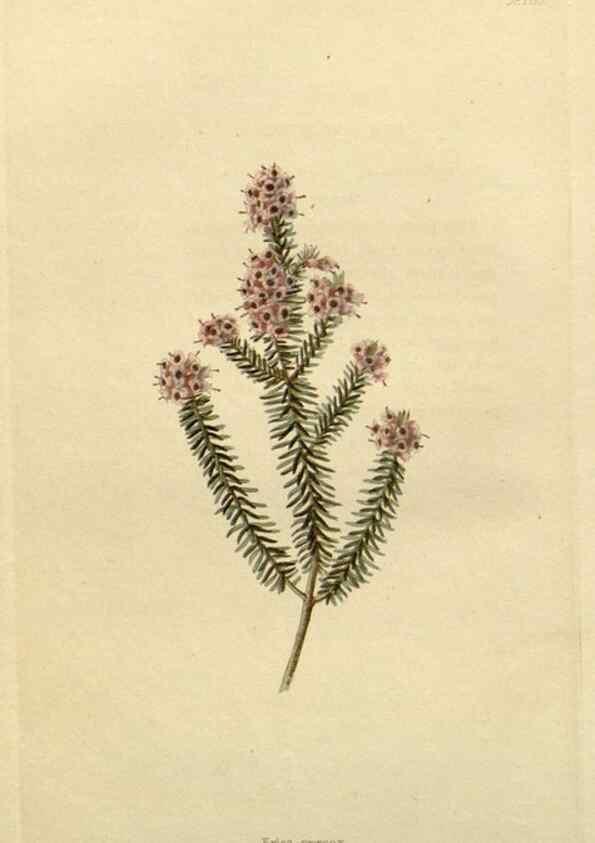 Reproducción/Reproduction 48782812703: The botanical cabinet. London :John & Arthur Arch ...,1817-1833.. 