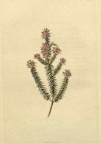 Reproducción/Reproduction 48782812703: The botanical cabinet. London :John & Arthur Arch ...,1817-1833.. 