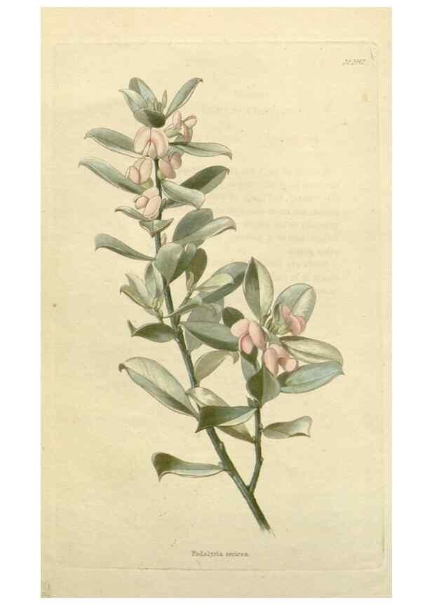 Reproducción/Reproduction 48782828658: The botanical cabinet. London :John & Arthur Arch ...,1817-1833.. 