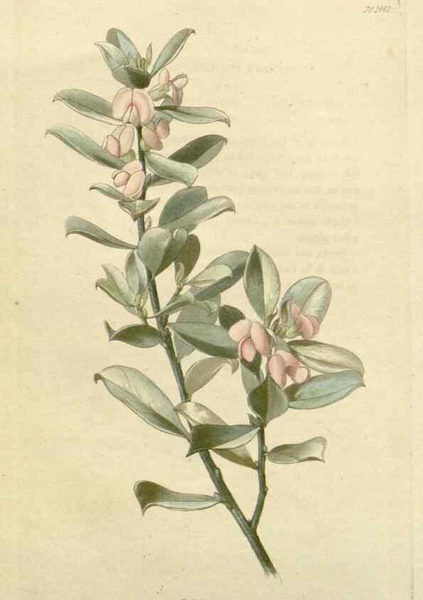 Reproducción/Reproduction 48782828658: The botanical cabinet. London :John & Arthur Arch ...,1817-1833.. 