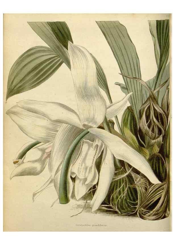 Reproducción/Reproduction 48783177796: The botanical cabinet. London :John & Arthur Arch ...,1817-1833.. 