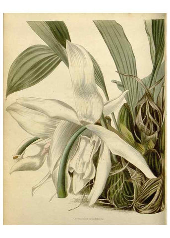 Reproducción/Reproduction 48783177796: The botanical cabinet. London :John & Arthur Arch ...,1817-1833.. 