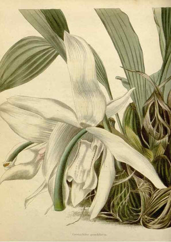 Reproducción/Reproduction 48783177796: The botanical cabinet. London :John & Arthur Arch ...,1817-1833.. 