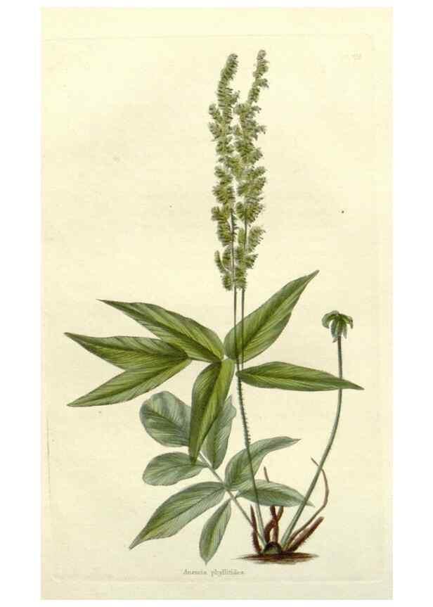 Reproducción/Reproduction 48783346917: The botanical cabinet. London :John & Arthur Arch ...,1817-1833.. 