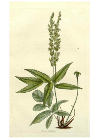 Reproducción/Reproduction 48783346917: The botanical cabinet. London :John & Arthur Arch ...,1817-1833.. 