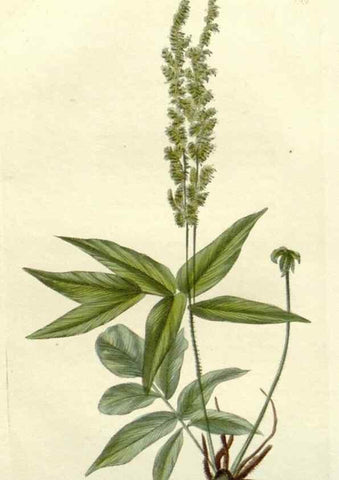 Reproducción/Reproduction 48783346917: The botanical cabinet. London :John & Arthur Arch ...,1817-1833.. 
