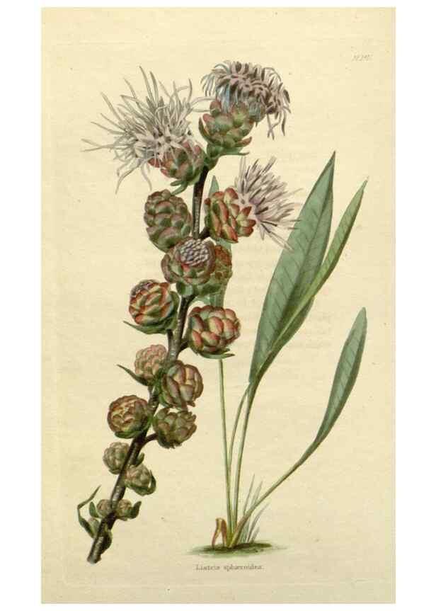 Reproducción/Reproduction 48783180126: The botanical cabinet. London :John & Arthur Arch ...,1817-1833.. 