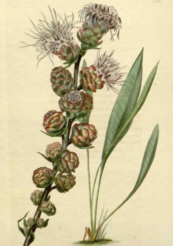 Reproducción/Reproduction 48783180126: The botanical cabinet. London :John & Arthur Arch ...,1817-1833.. 