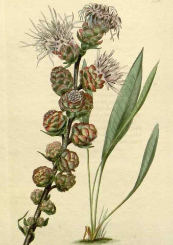 Reproducción/Reproduction 48783180126: The botanical cabinet. London :John & Arthur Arch ...,1817-1833.. 
