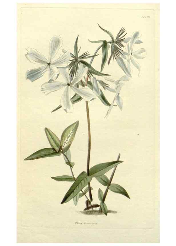 Reproducción/Reproduction 48783348337: The botanical cabinet. London :John & Arthur Arch ...,1817-1833.. 
