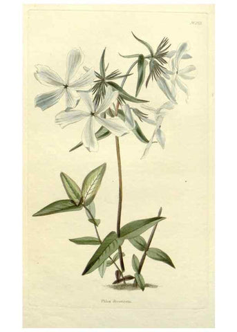 Reproducción/Reproduction 48783348337: The botanical cabinet. London :John & Arthur Arch ...,1817-1833.. 