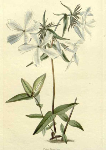 Reproducción/Reproduction 48783348337: The botanical cabinet. London :John & Arthur Arch ...,1817-1833.. 