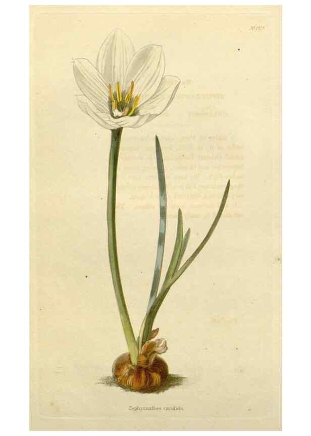 Reproducción/Reproduction 48783181336: The botanical cabinet. London :John & Arthur Arch ...,1817-1833.. 