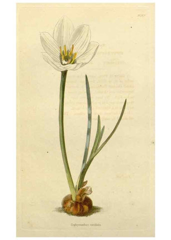 Reproducción/Reproduction 48783181336: The botanical cabinet. London :John & Arthur Arch ...,1817-1833.. 