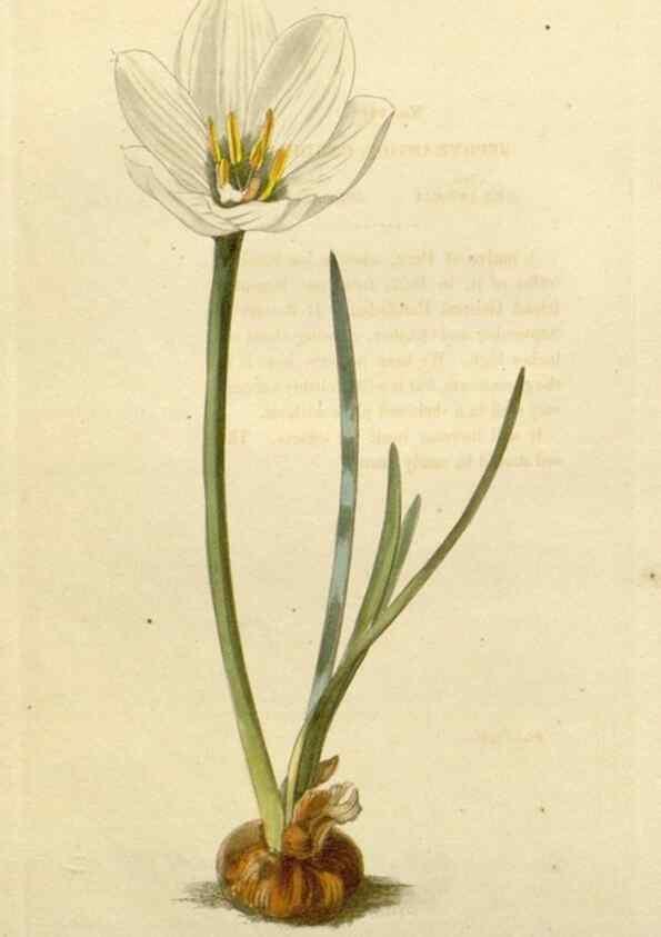 Reproducción/Reproduction 48783181336: The botanical cabinet. London :John & Arthur Arch ...,1817-1833.. 