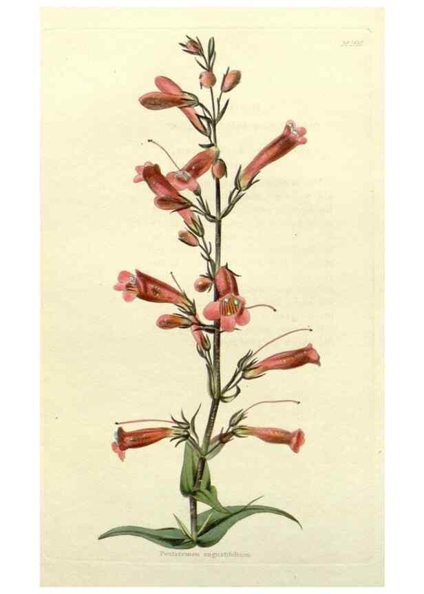 Reproducción/Reproduction 48783181766: The botanical cabinet. London :John & Arthur Arch ...,1817-1833.. 
