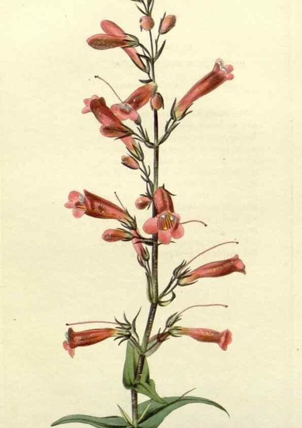 Reproducción/Reproduction 48783181766: The botanical cabinet. London :John & Arthur Arch ...,1817-1833.. 