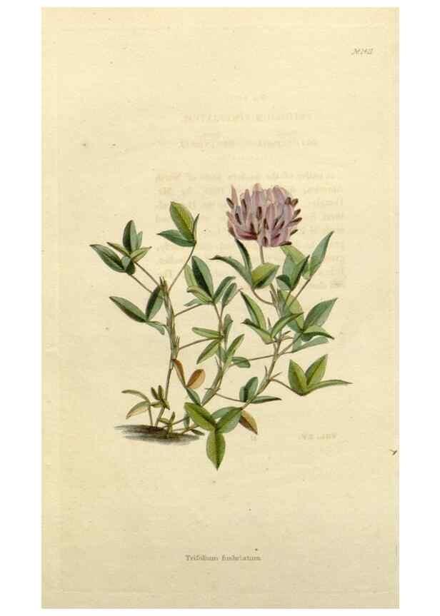 Reproducción/Reproduction 48783182176: The botanical cabinet. London :John & Arthur Arch ...,1817-1833.. 