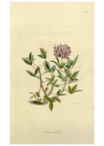 Reproducción/Reproduction 48783182176: The botanical cabinet. London :John & Arthur Arch ...,1817-1833.. 