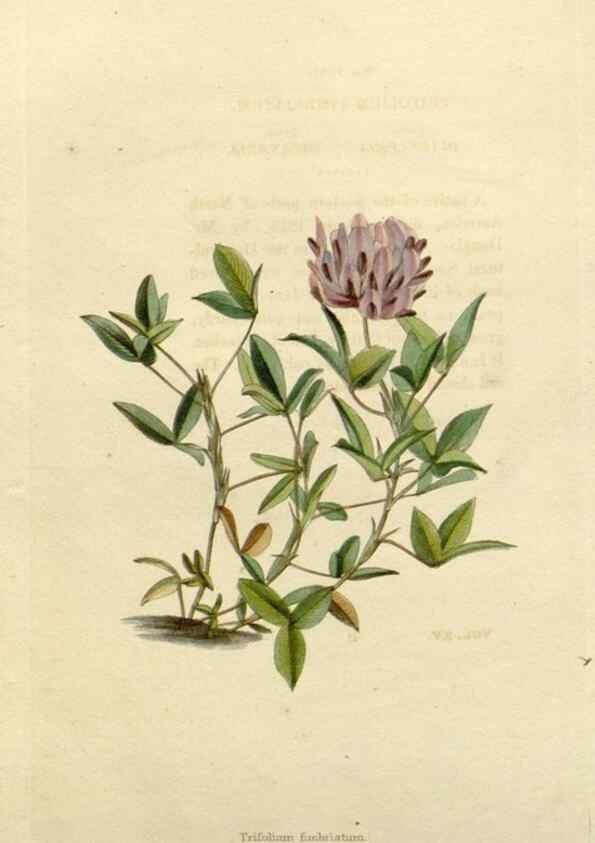 Reproducción/Reproduction 48783182176: The botanical cabinet. London :John & Arthur Arch ...,1817-1833.. 