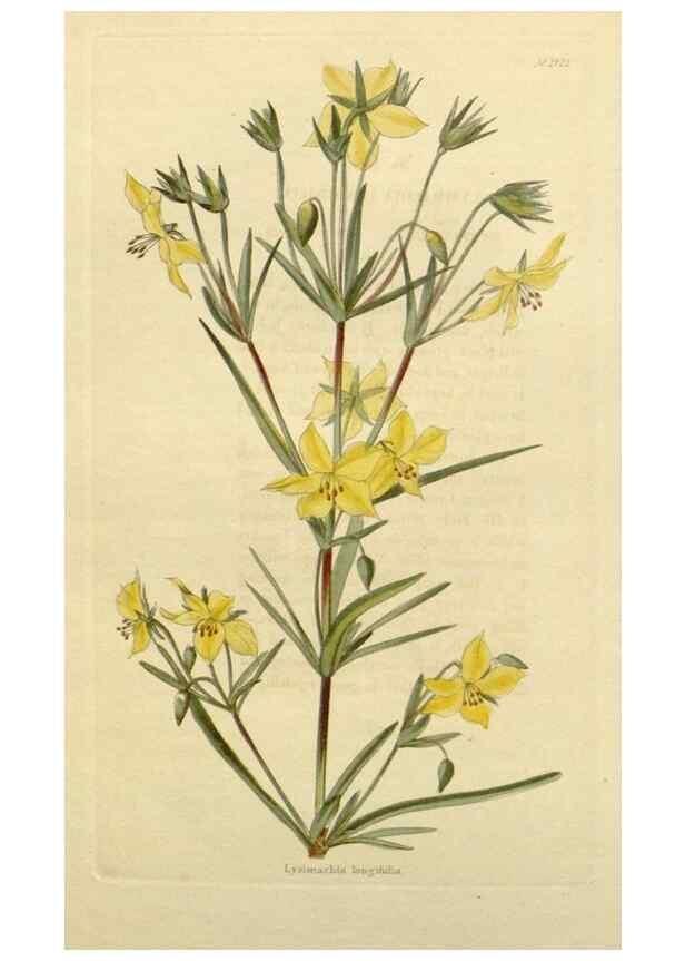 Reproducción/Reproduction 48783182621: The botanical cabinet. London :John & Arthur Arch ...,1817-1833.. 