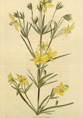 Reproducción/Reproduction 48783182621: The botanical cabinet. London :John & Arthur Arch ...,1817-1833.. 