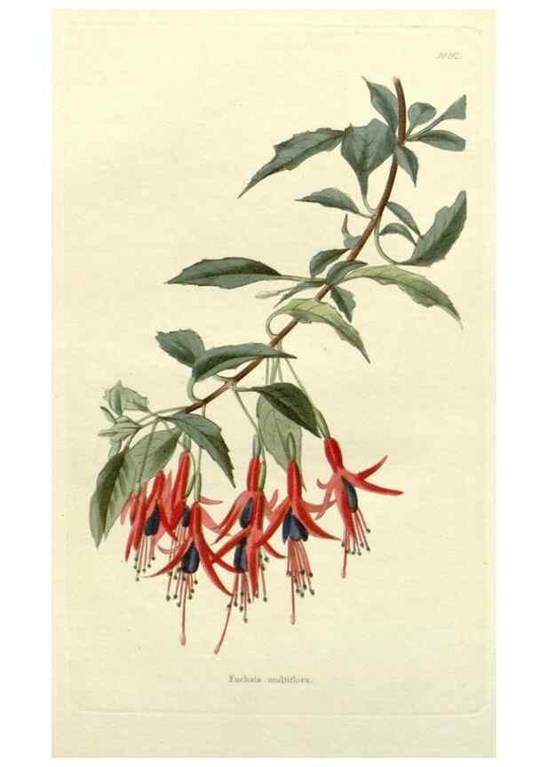 Reproducción/Reproduction 48782814133: The botanical cabinet. London :John & Arthur Arch ...,1817-1833.. 