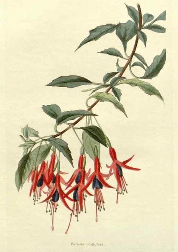 Reproducción/Reproduction 48782814133: The botanical cabinet. London :John & Arthur Arch ...,1817-1833.. 