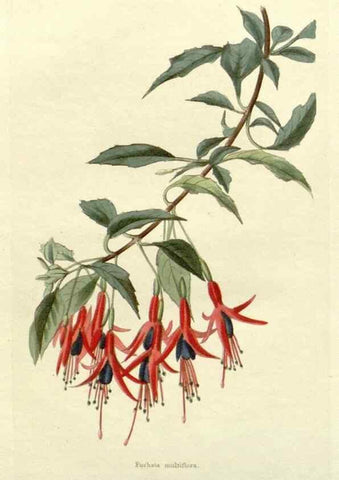 Reproducción/Reproduction 48782814133: The botanical cabinet. London :John & Arthur Arch ...,1817-1833.. 