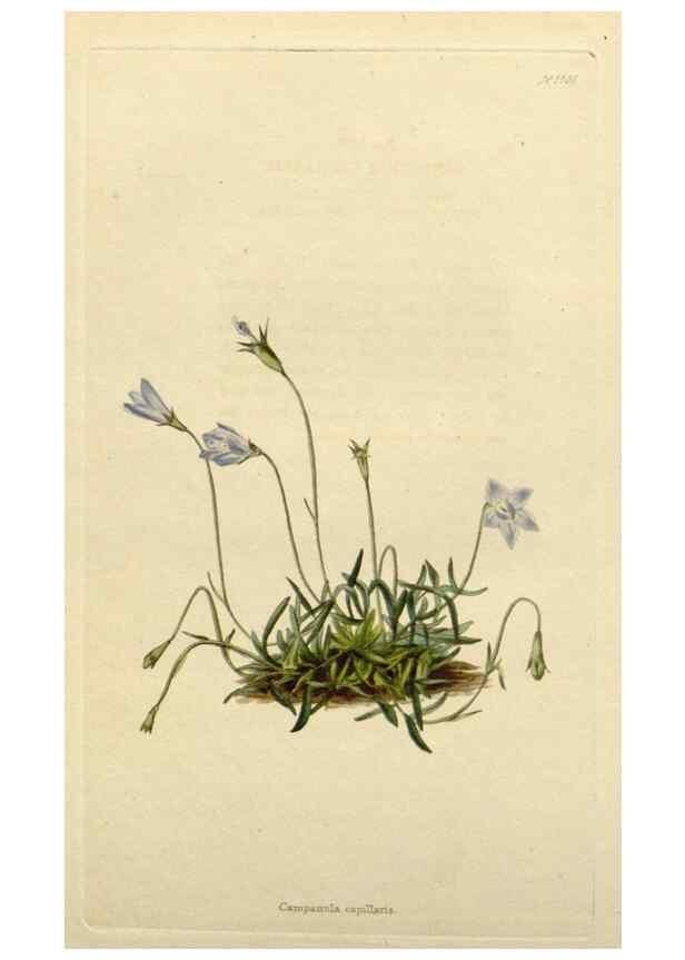 Reproducción/Reproduction 48783171376: The botanical cabinet. London :John & Arthur Arch ...,1817-1833.. 