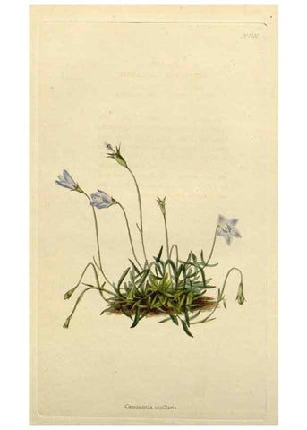 Reproducción/Reproduction 48783171376: The botanical cabinet. London :John & Arthur Arch ...,1817-1833.. 