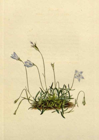 Reproducción/Reproduction 48783171376: The botanical cabinet. London :John & Arthur Arch ...,1817-1833.. 