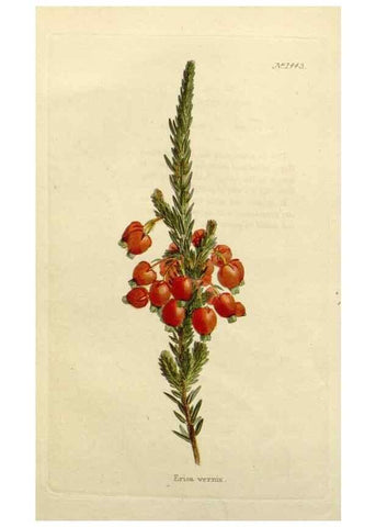 Reproducción/Reproduction 48783193736: The botanical cabinet. London :John & Arthur Arch ...,1817-1833.. 