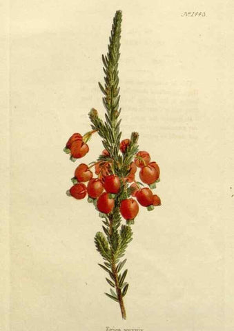 Reproducción/Reproduction 48783193736: The botanical cabinet. London :John & Arthur Arch ...,1817-1833.. 
