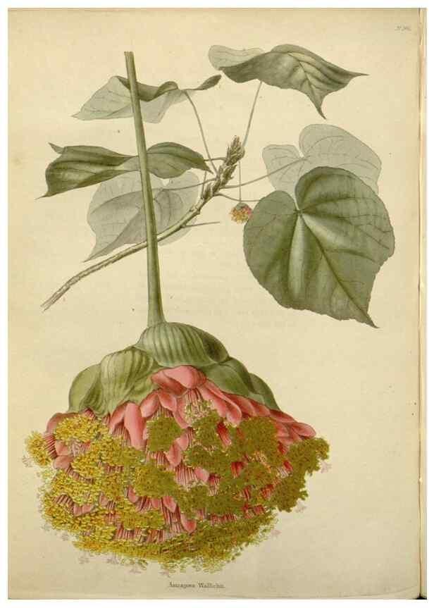 Reproducción/Reproduction 48783362467: The botanical cabinet. London :John & Arthur Arch ...,1817-1833.. 