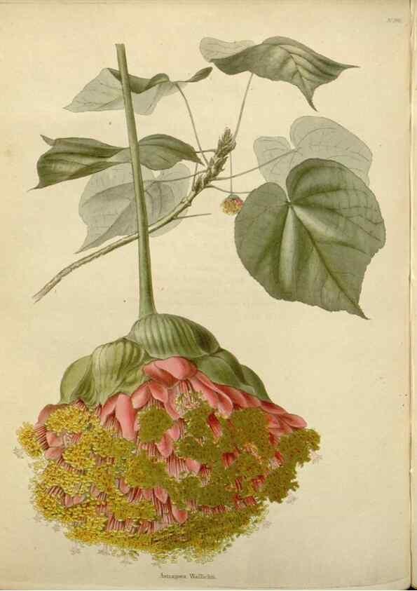Reproducción/Reproduction 48783362467: The botanical cabinet. London :John & Arthur Arch ...,1817-1833.. 