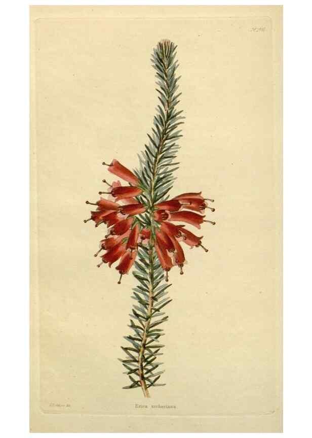 Reproducción/Reproduction 48783372207: The botanical cabinet. London :John & Arthur Arch ...,1817-1833.. 