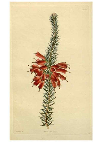Reproducción/Reproduction 48783372207: The botanical cabinet. London :John & Arthur Arch ...,1817-1833.. 