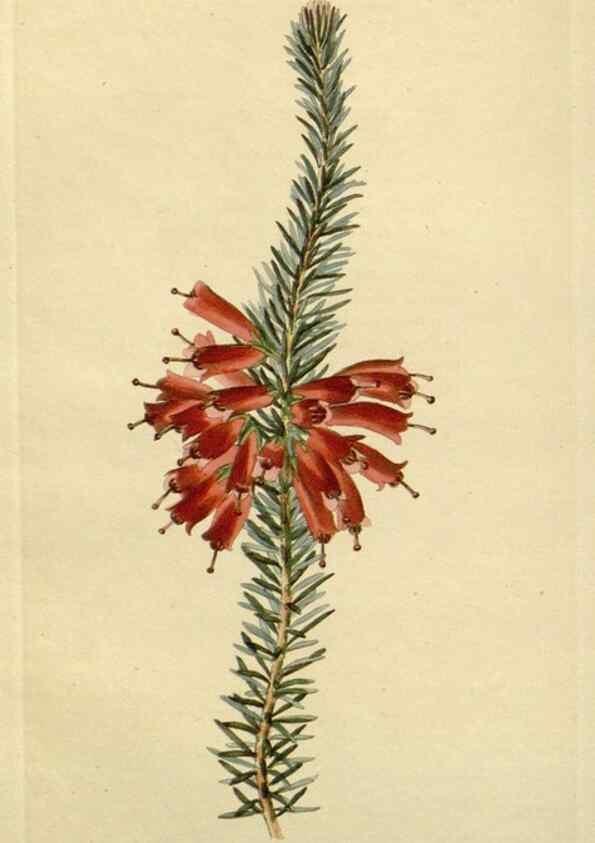 Reproducción/Reproduction 48783372207: The botanical cabinet. London :John & Arthur Arch ...,1817-1833.. 