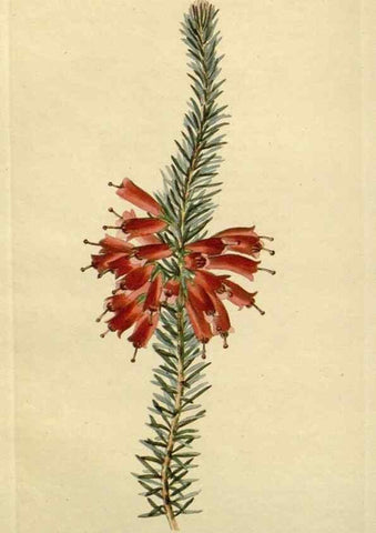 Reproducción/Reproduction 48783372207: The botanical cabinet. London :John & Arthur Arch ...,1817-1833.. 