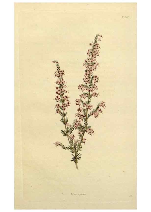 Reproducción/Reproduction 48782839993: The botanical cabinet. London :John & Arthur Arch ...,1817-1833.. 