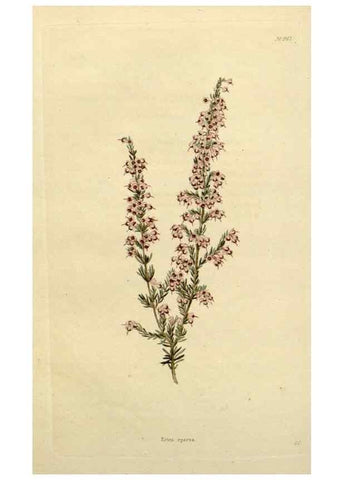 Reproducción/Reproduction 48782839993: The botanical cabinet. London :John & Arthur Arch ...,1817-1833.. 