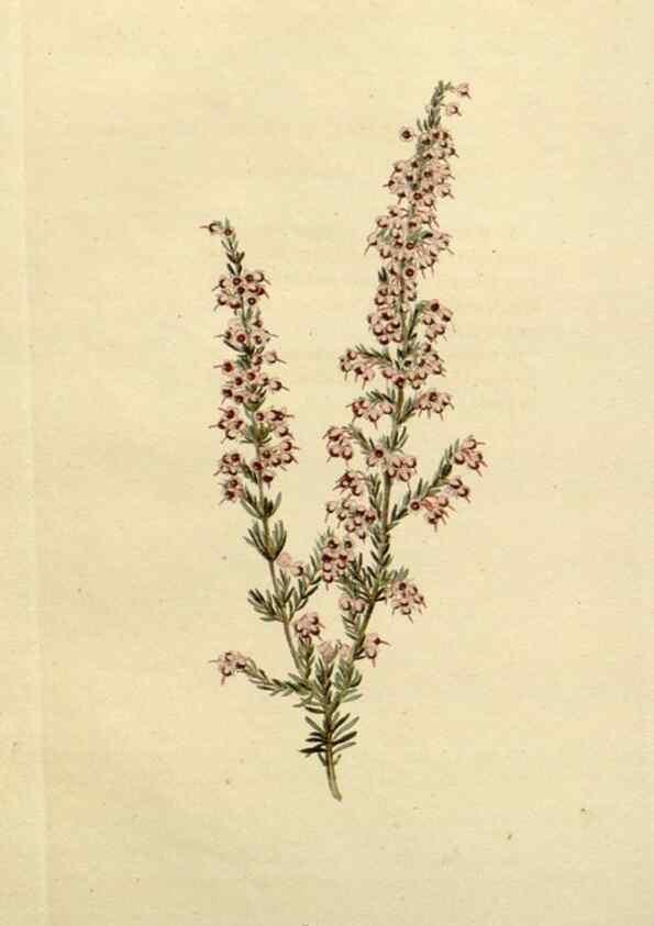 Reproducción/Reproduction 48782839993: The botanical cabinet. London :John & Arthur Arch ...,1817-1833.. 